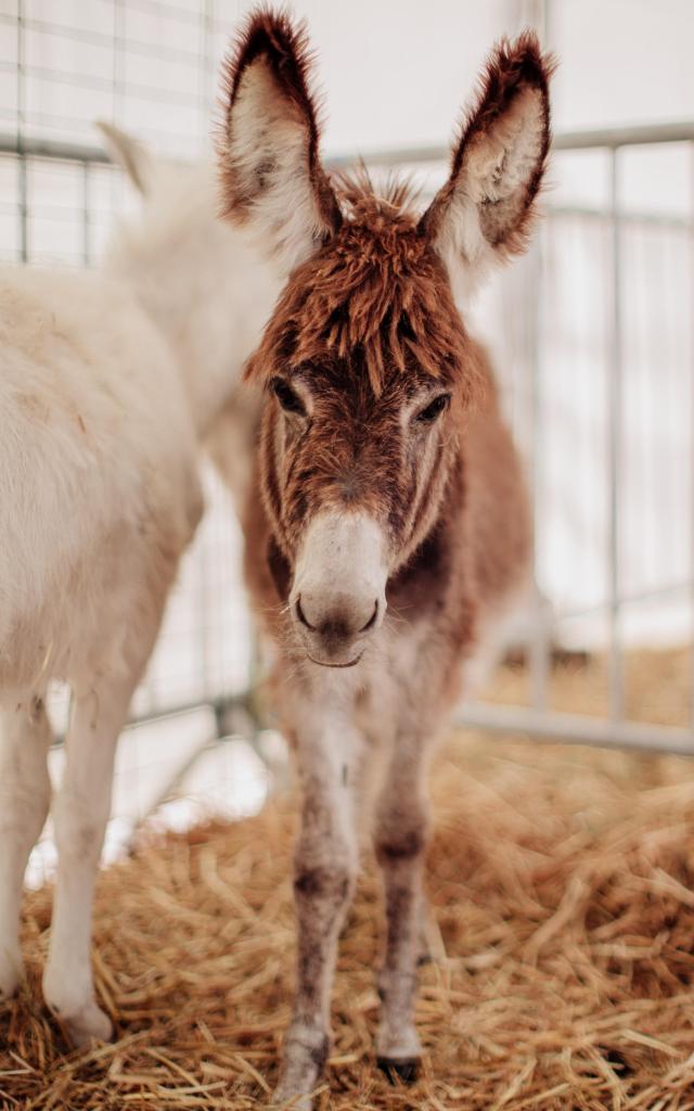 Animaux de la Ferme à la Foire Savoyarde Avaline de Val d'Isère